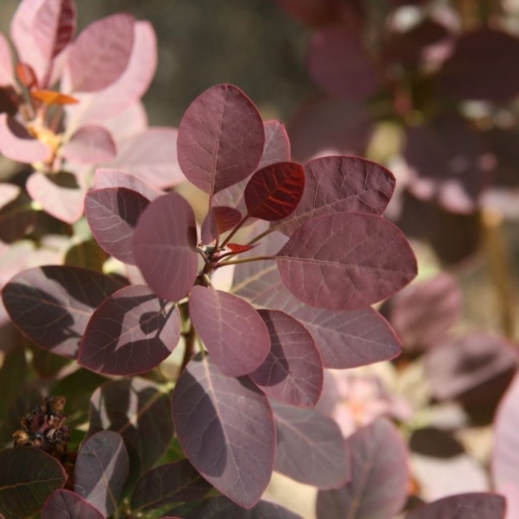 Cotinus coggygria Royal Purple - Arbre à perruque 