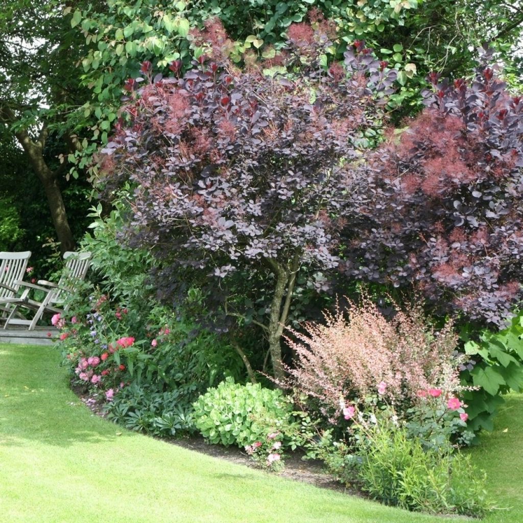 Cotinus coggygria Royal Purple - Arbre à perruque 