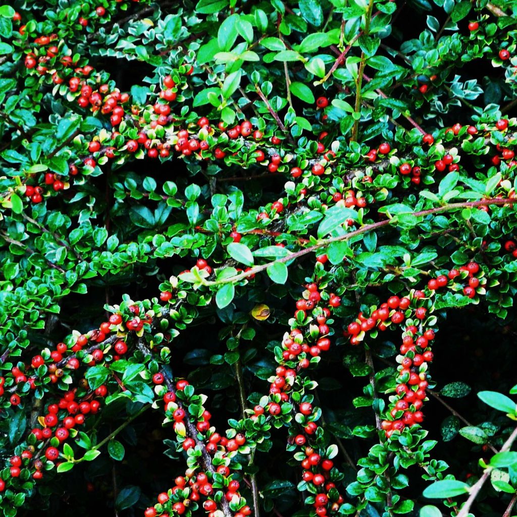 Cotoneaster Dammeri