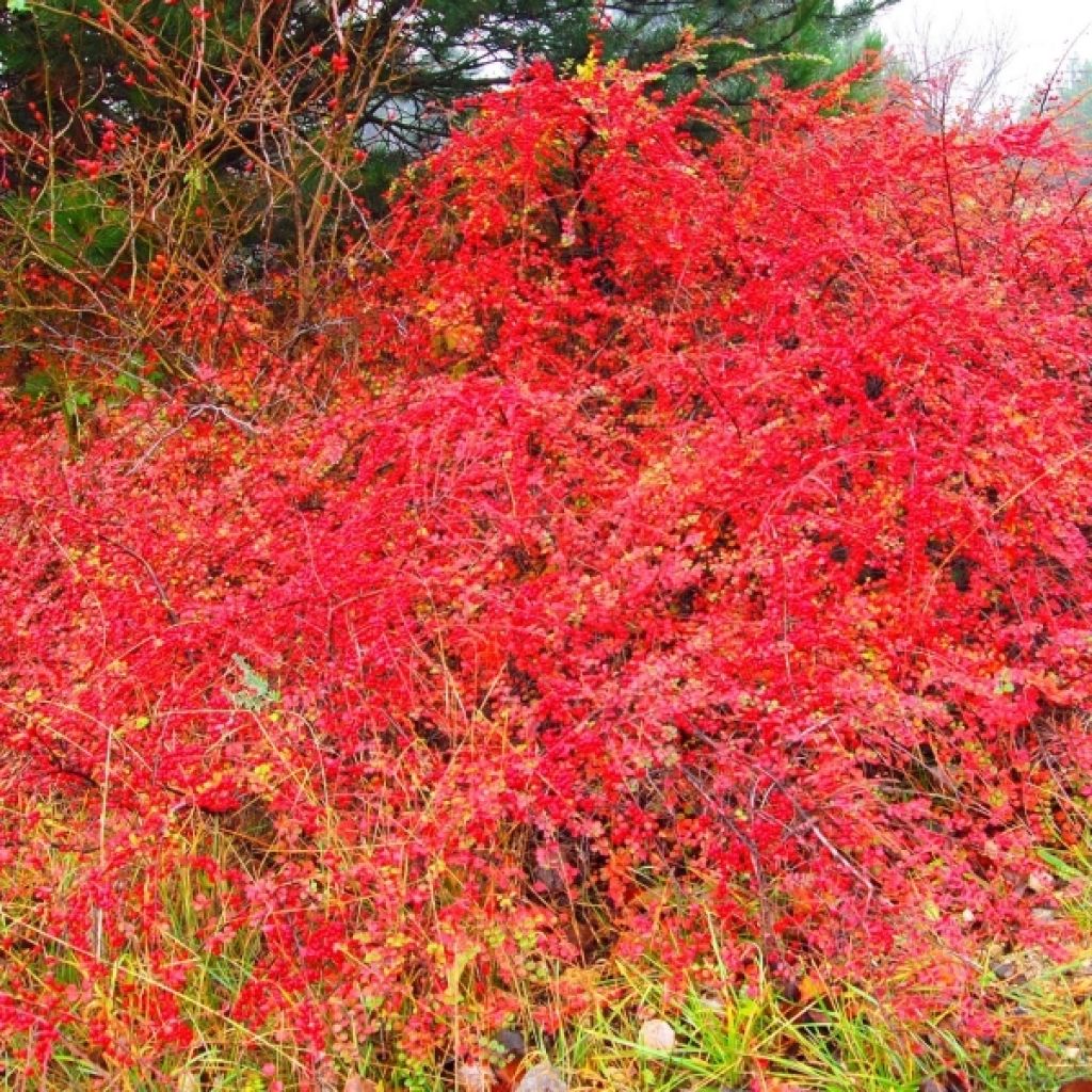 Cotoneaster horizontalis - Cotonéaster rampant