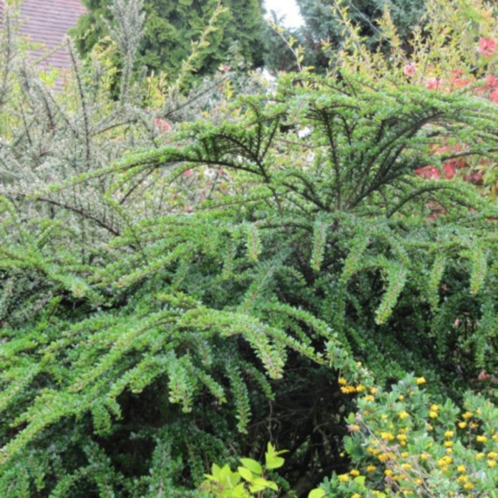 Cotoneaster horizontalis - Cotonéaster rampant