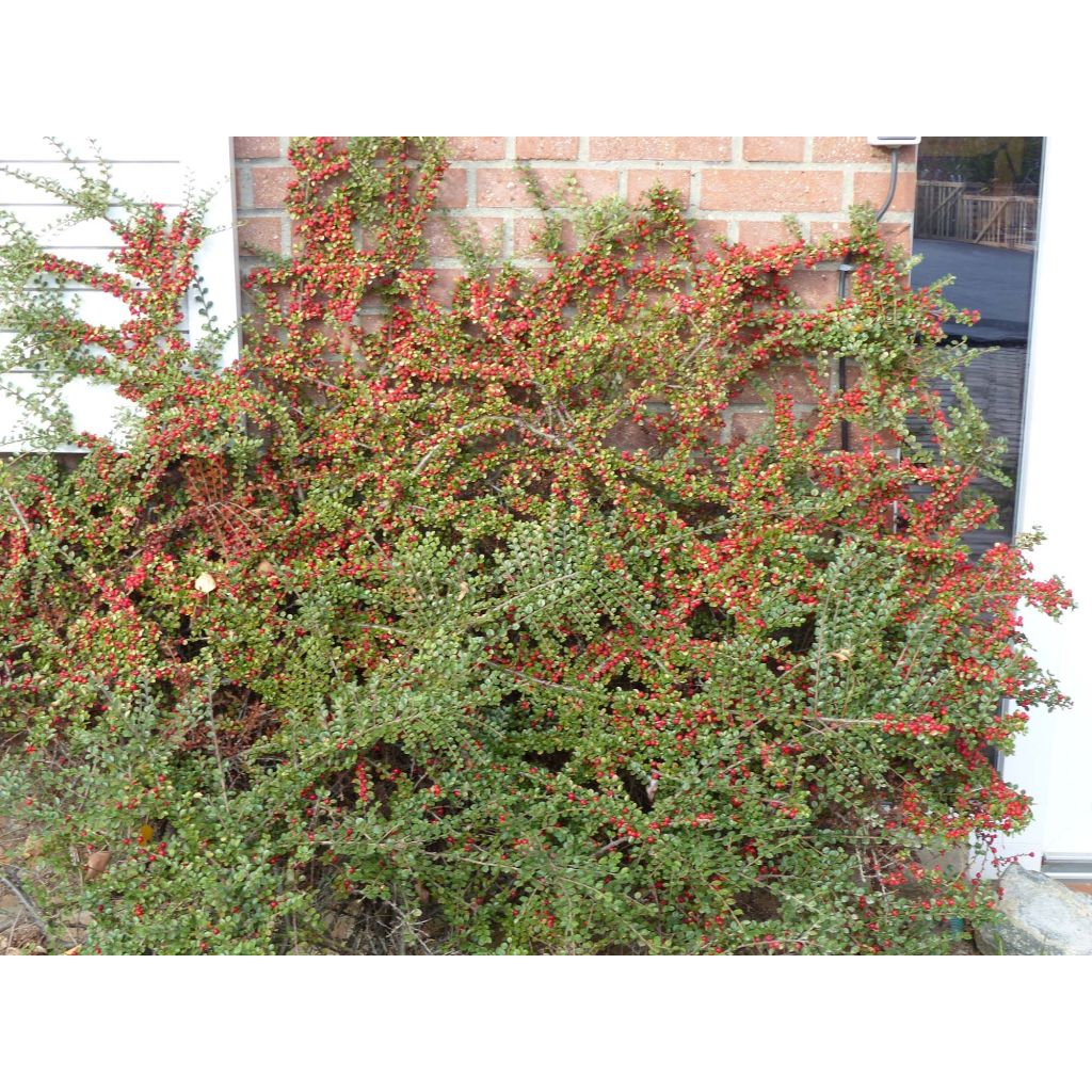 Cotoneaster horizontalis - Cotonéaster rampant