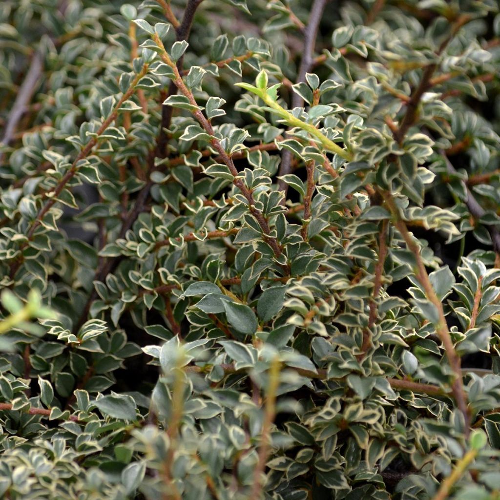 Cotoneaster horizontalis Variegatus - Cotonéaster rampant