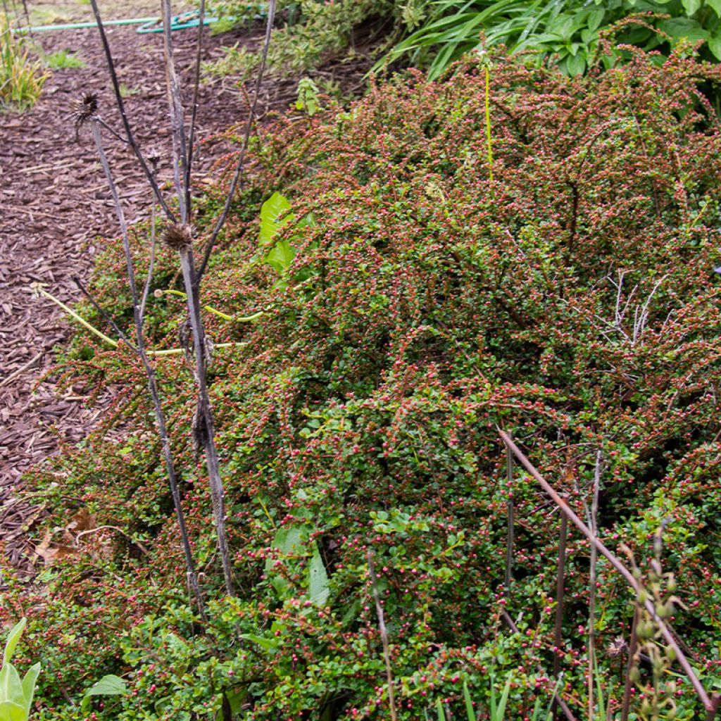 Cotoneaster praecox Boer