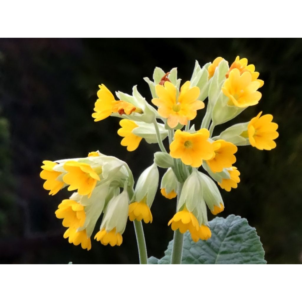 Primula veris - Primevère officinale, Coucou