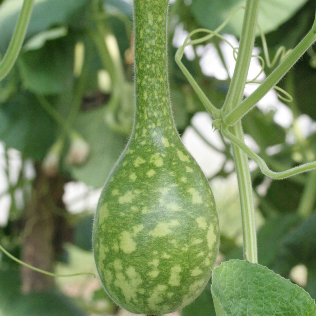 Courge Amphore Bio - Ferme de Sainte Marthe