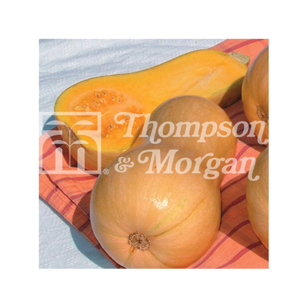 Courge Butternut Harrier F1