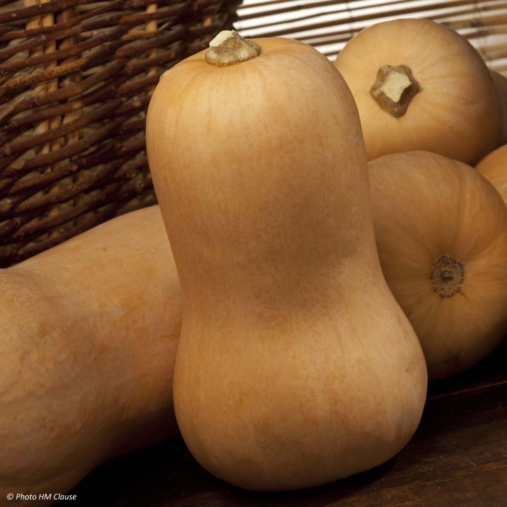 Courge Butternut – JMF partenariat