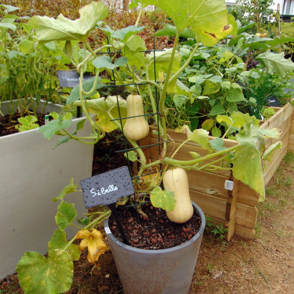 Courge Butternut Sibelle F1 en plants