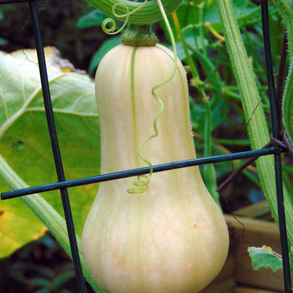 Courge Butternut Sibelle F1 en plants