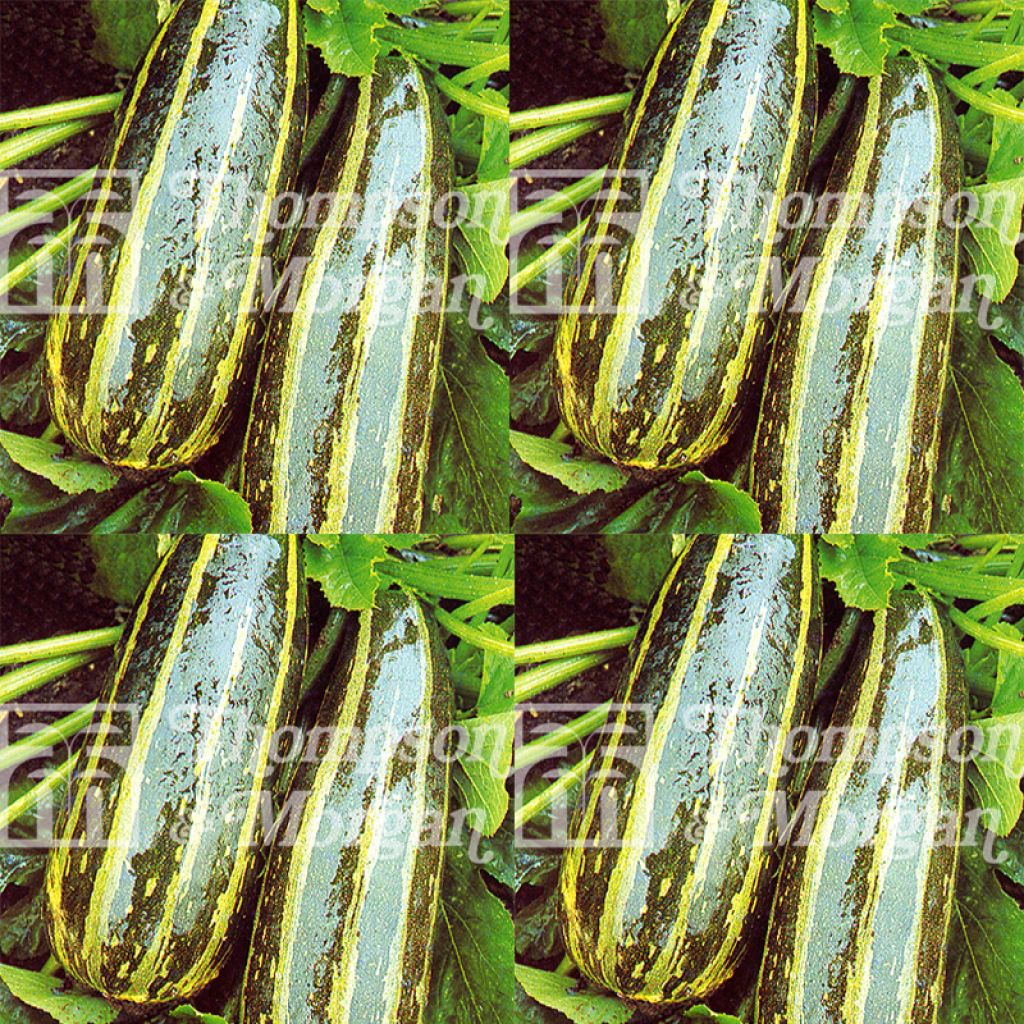 Courge Long Green Striped 