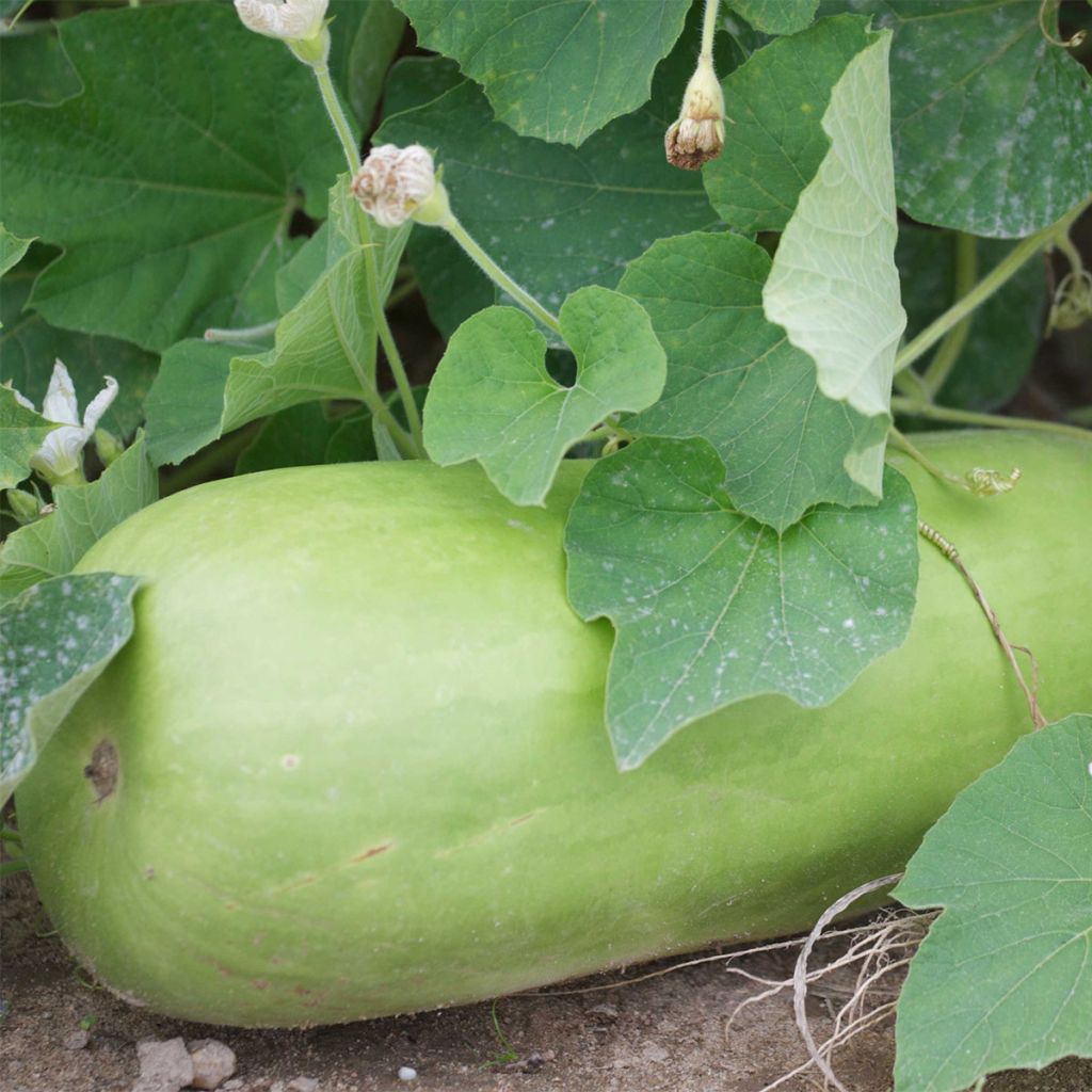 Courge Massue Longue ou courgette grimpante Bio - Ferme de Sainte Marthe