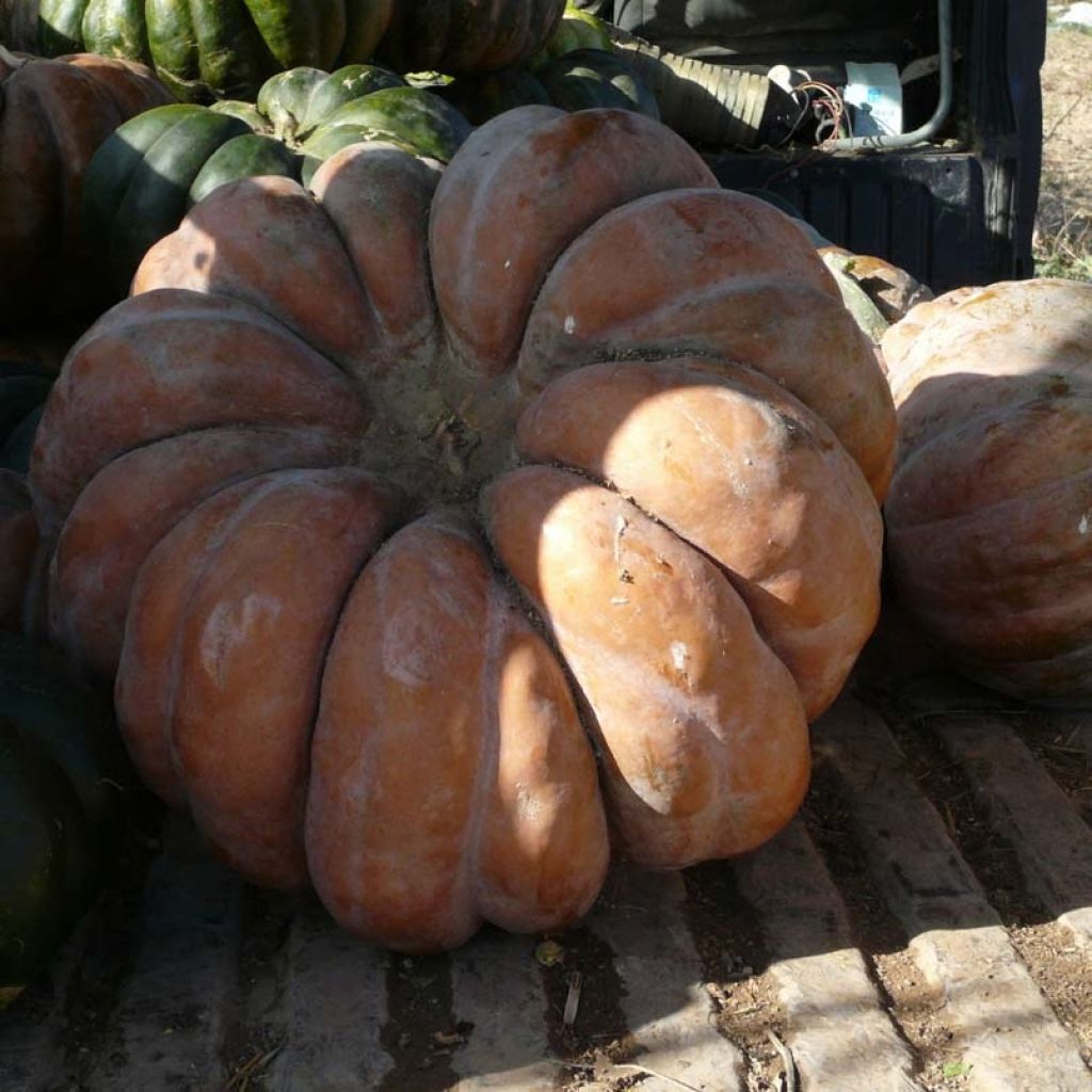 Courge Musquée d'hiver de Provence - Cucurbita moschata