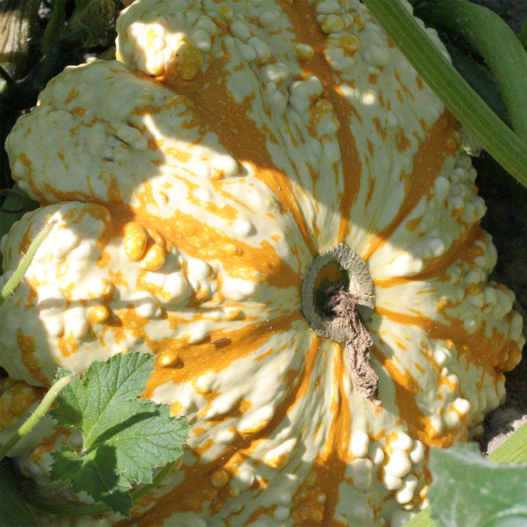 Courge Pâtisson verruqueux panaché Bio - Ferme de Sainte Marthe