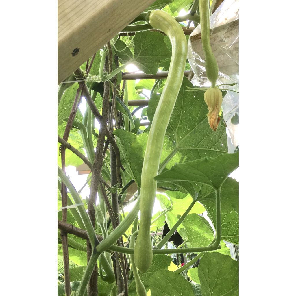 Courge Tromba d'Albenga - Trompette d'Albenga