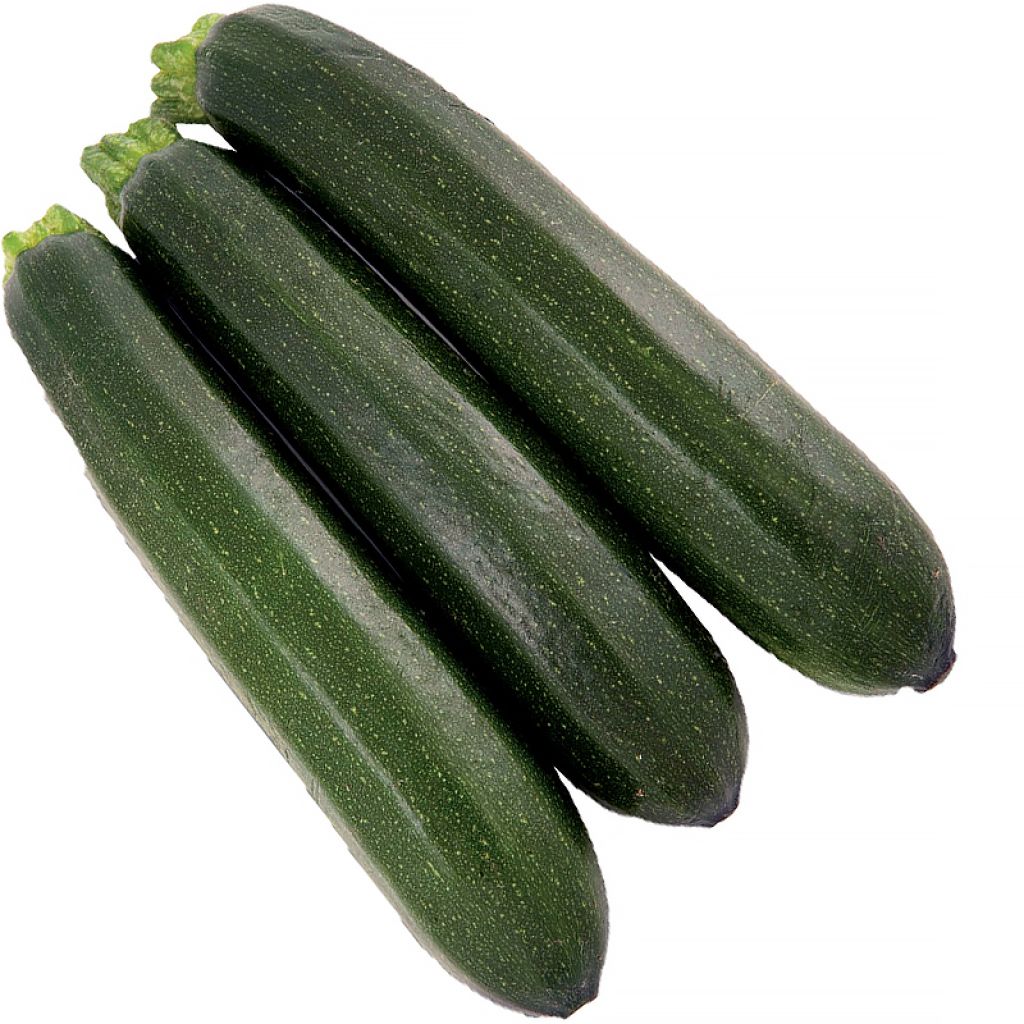 Courgette Brillante F1 en plant Bio