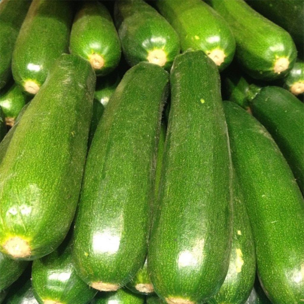 Courgette Diamant F1 en plants