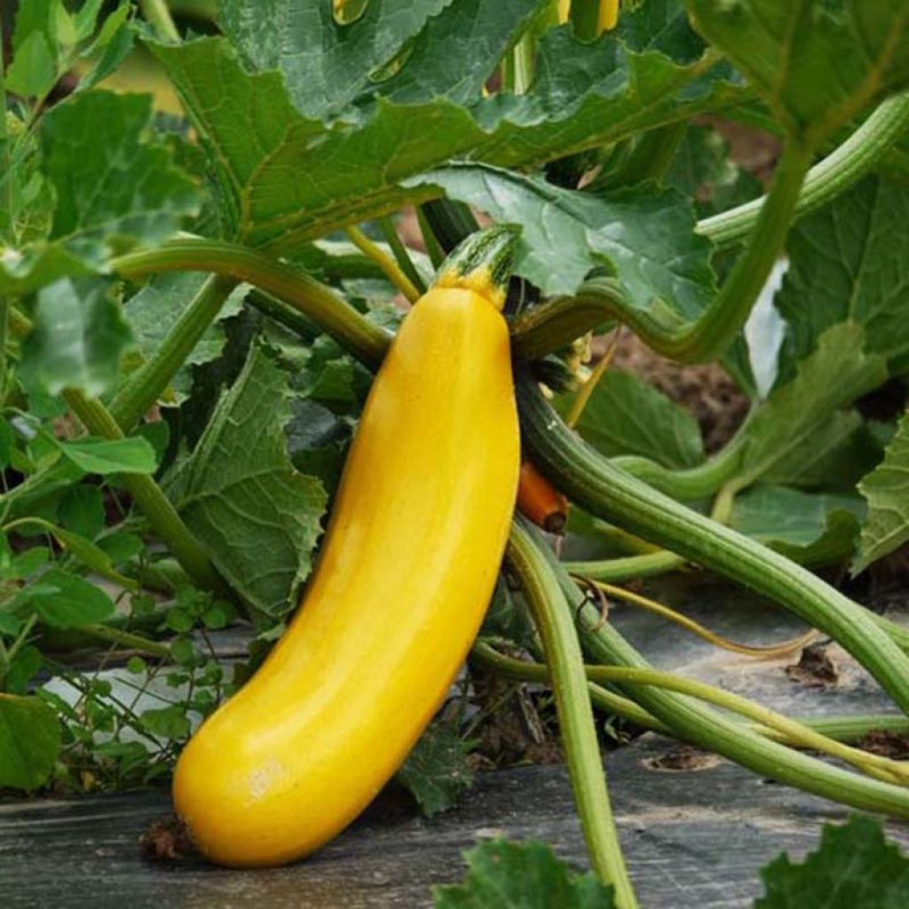 Courgette Gold Rush F1