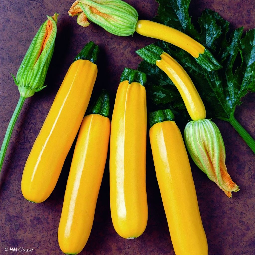 Courgette jaune Orelia F1 en plants