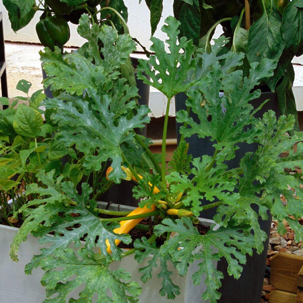 Courgette jaune Orelia F1 en plants