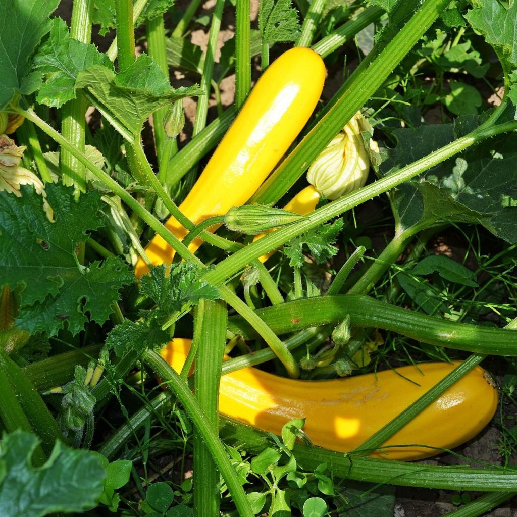 Courgette jaune Sebring F1 en plants GREFFES 