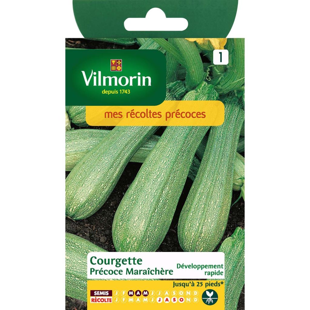 Courgette précoce maraîchère - Vilmorin