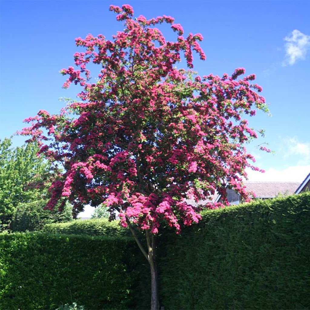 Aubépine - Crataegus laevigata Paul's Scarlet