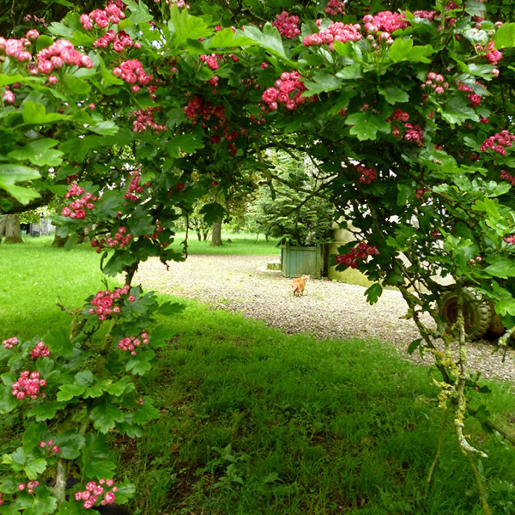 Aubépine - Crataegus laevigata Paul's Scarlet