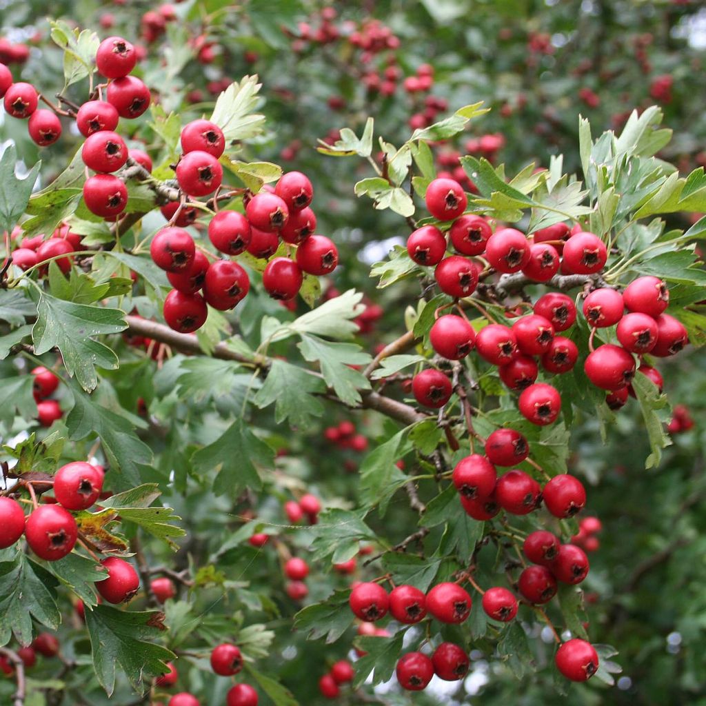 Aubépine, Epine blanche - Crataegus monogyna