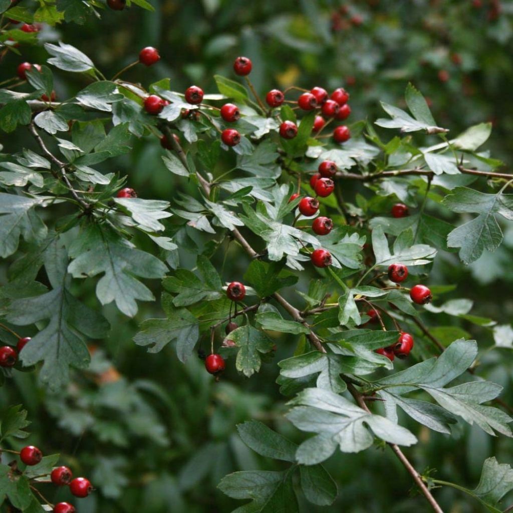 Aubépine, Epine blanche - Crataegus monogyna