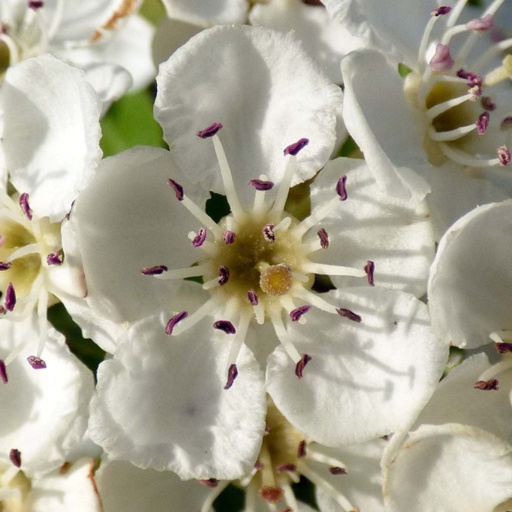 Aubépine, Epine blanche - Crataegus monogyna