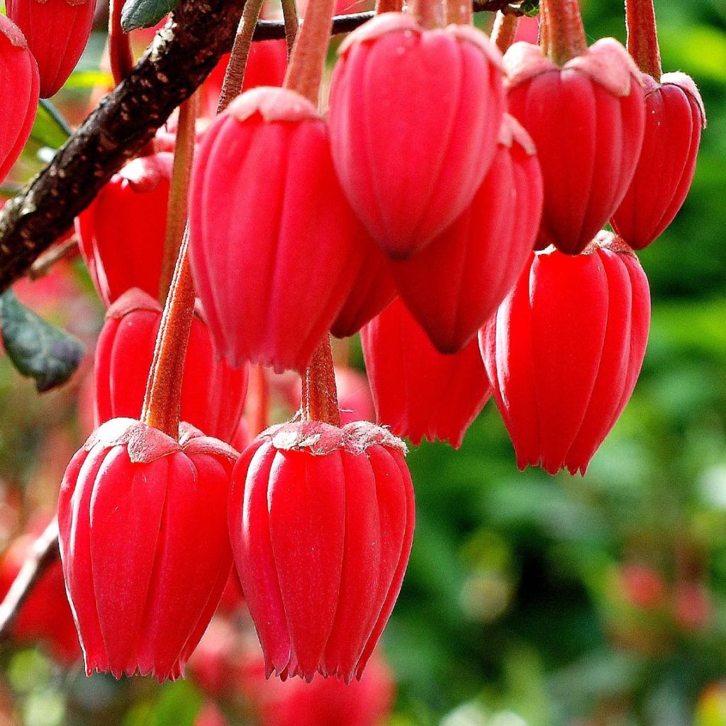 Crinodendron hookerianum - Arbre aux lanternes