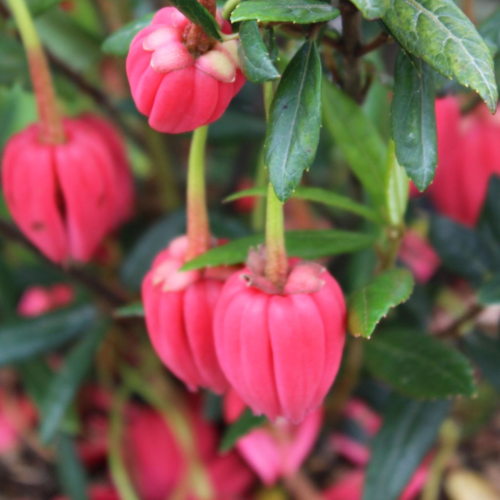 Crinodendron hookerianum - Arbre aux lanternes