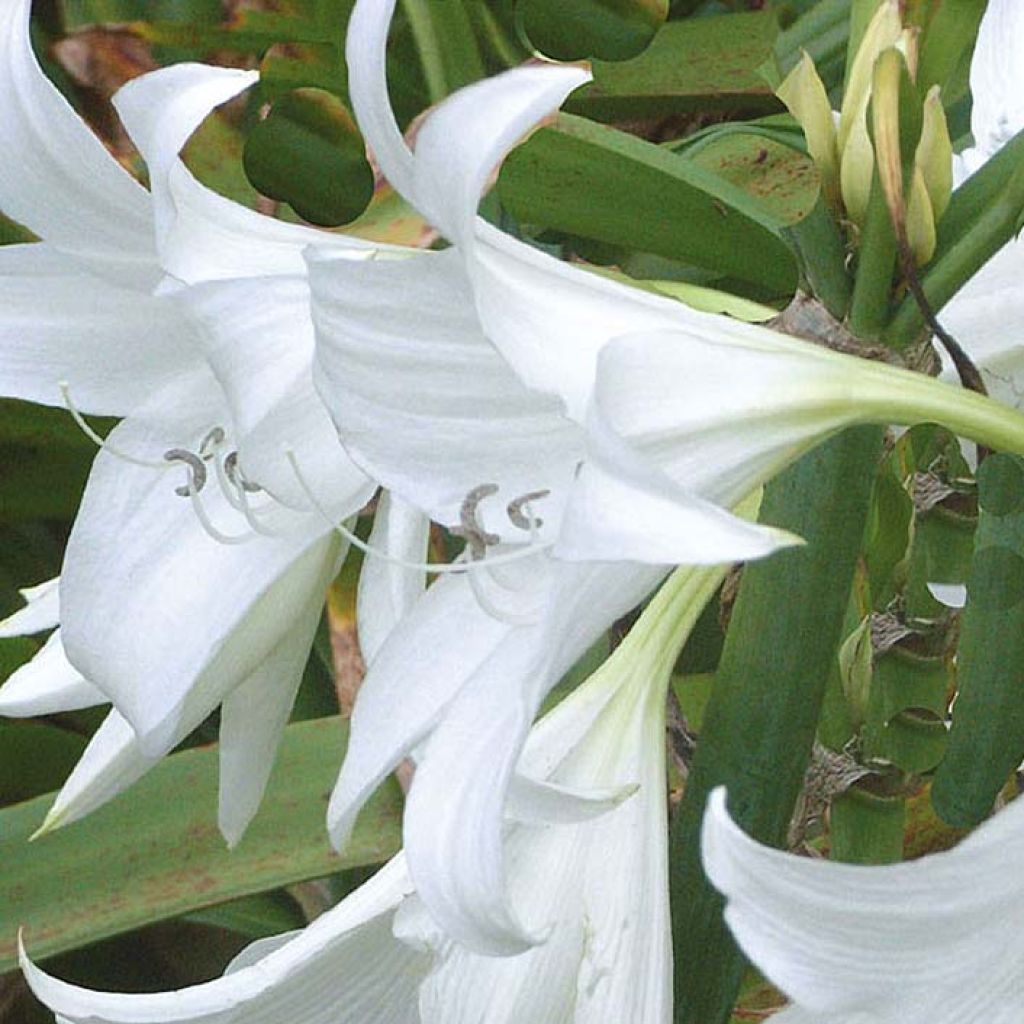 Crinum Powellii Blanc