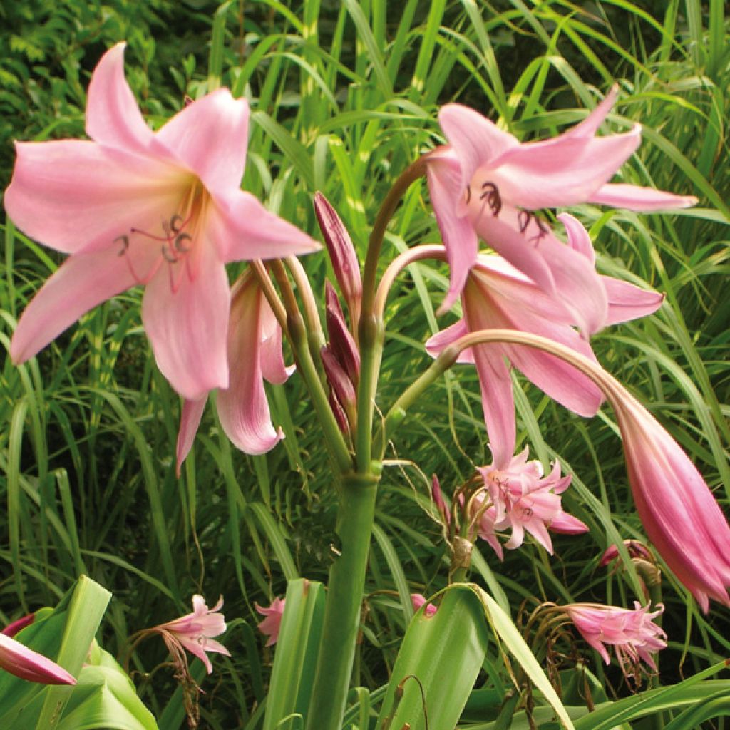 Crinum Powellii Rose