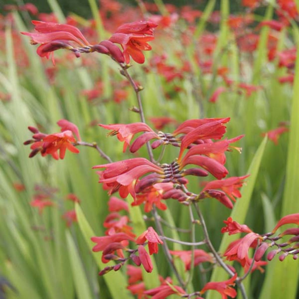 Crocosmia ou montbretia Lucifer