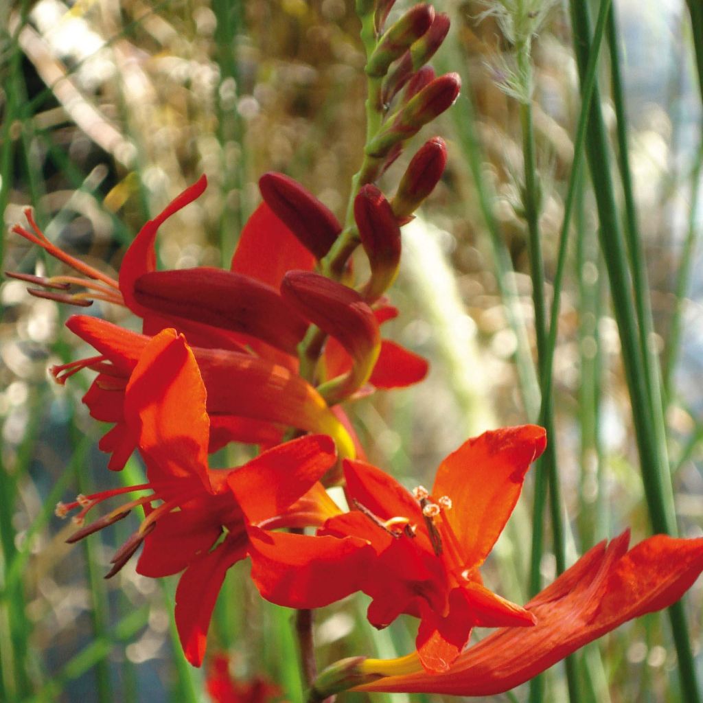 Crocosmia Lucifer - Montbretia rouge écarlate