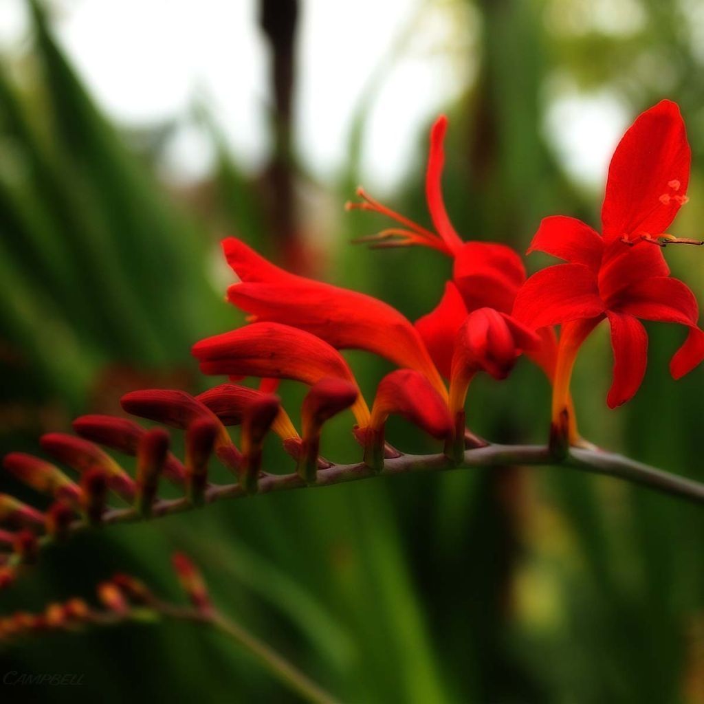 Crocosmia Lucifer - Montbretia rouge écarlate