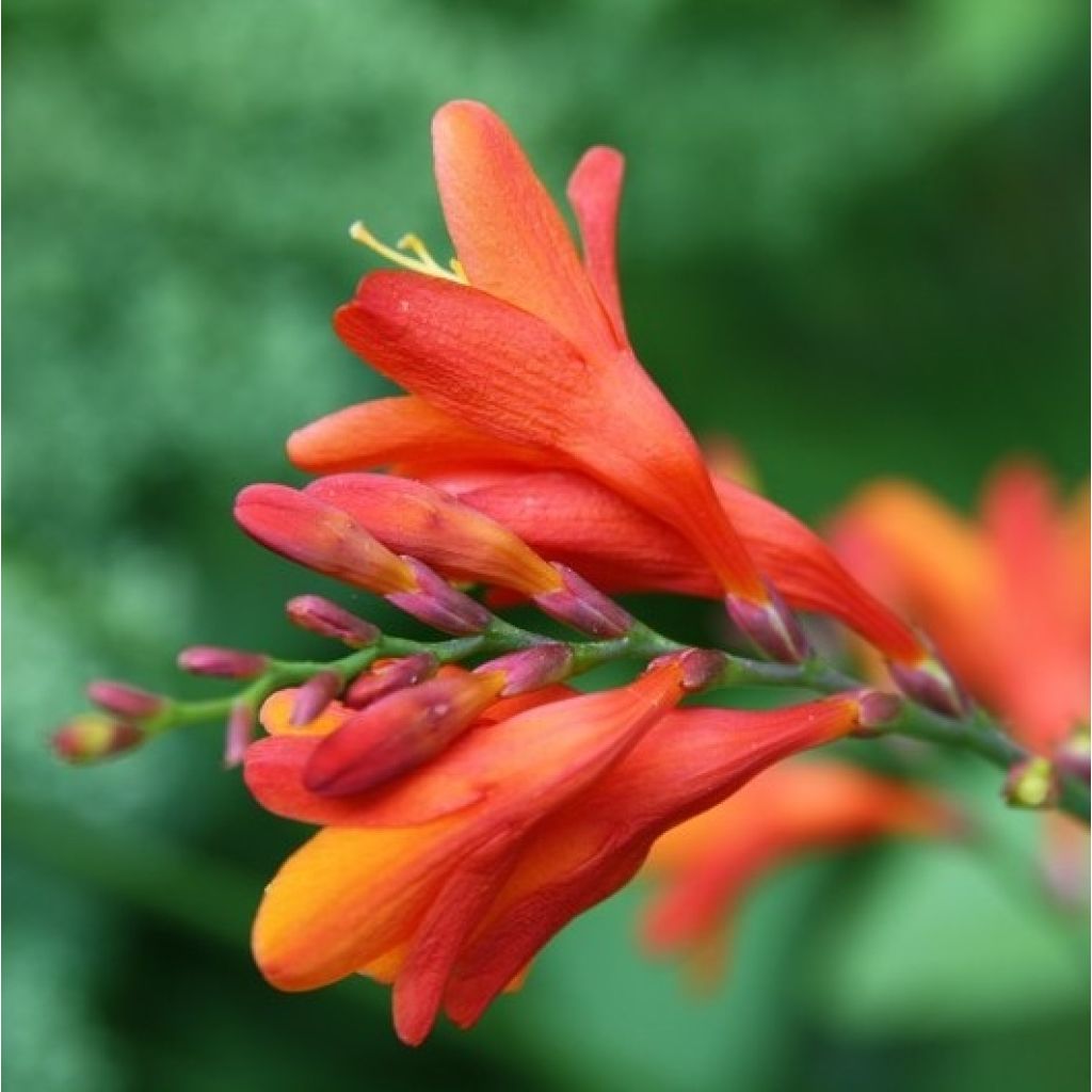 Crocosmia Lucifer - Montbretia rouge écarlate