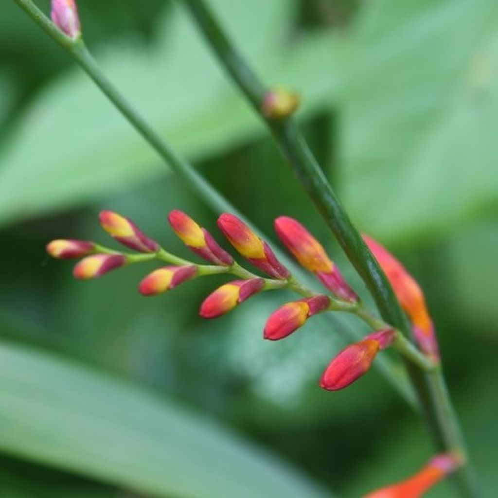 Crocosmia Lucifer - Montbretia rouge écarlate