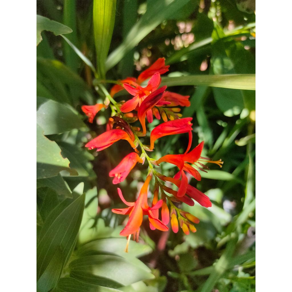 Crocosmia Mistral - Montbretia