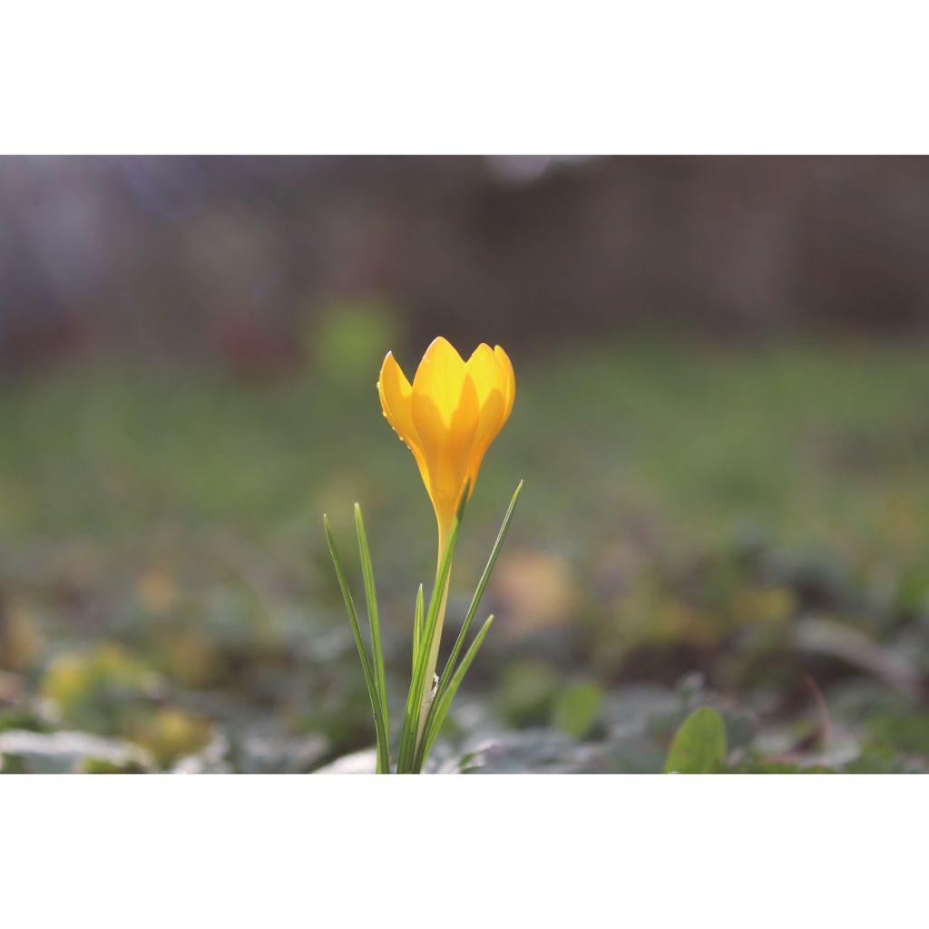 Crocus ancyrensis Golden Bunch