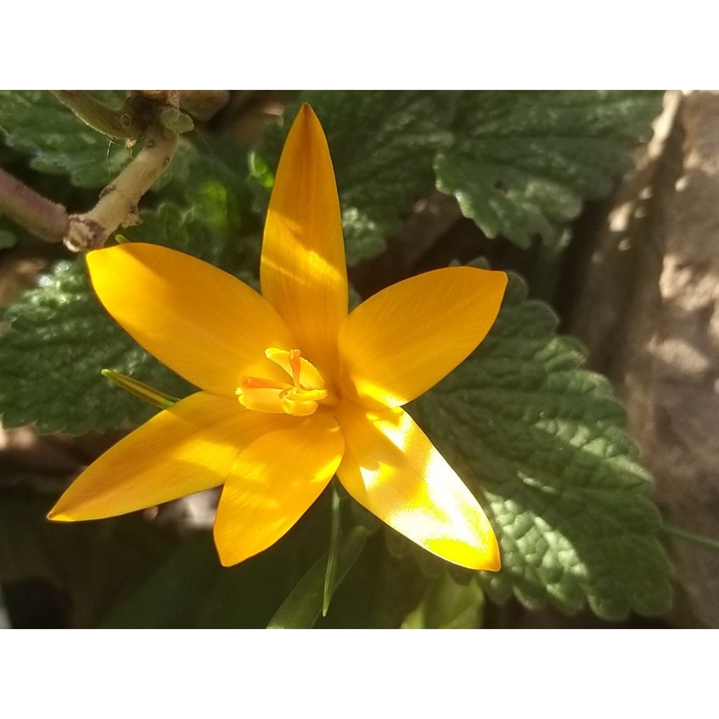 Crocus angustifolius