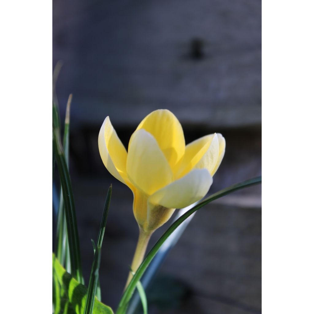 Crocus chrysanthus Cream Beauty