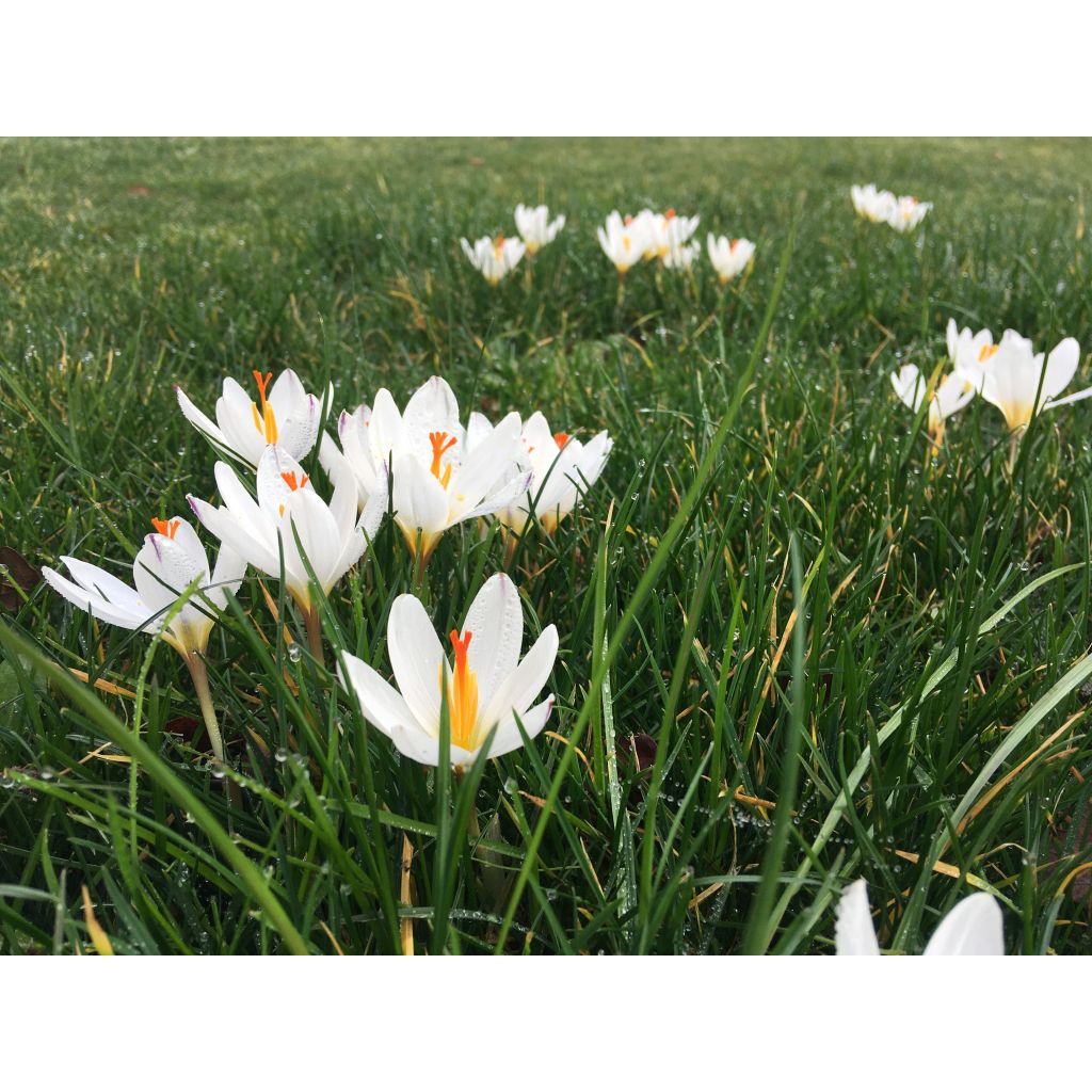 Crocus chrysanthus Miss Vain