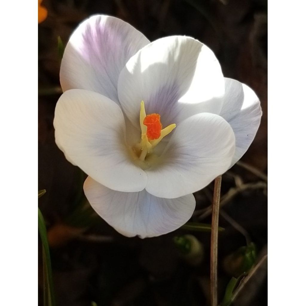 Crocus Prins Claus