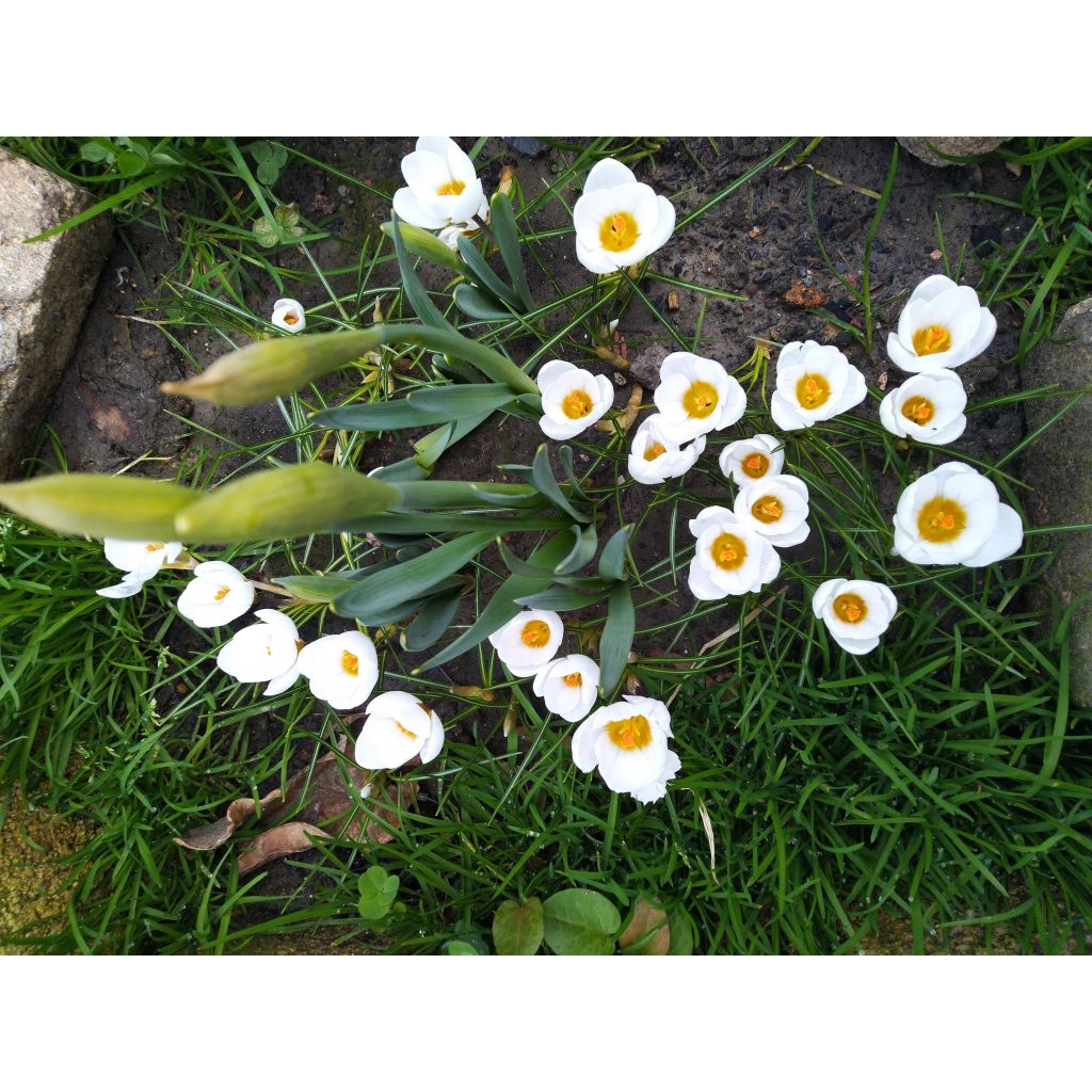 Crocus chrysanthus Snowbunting