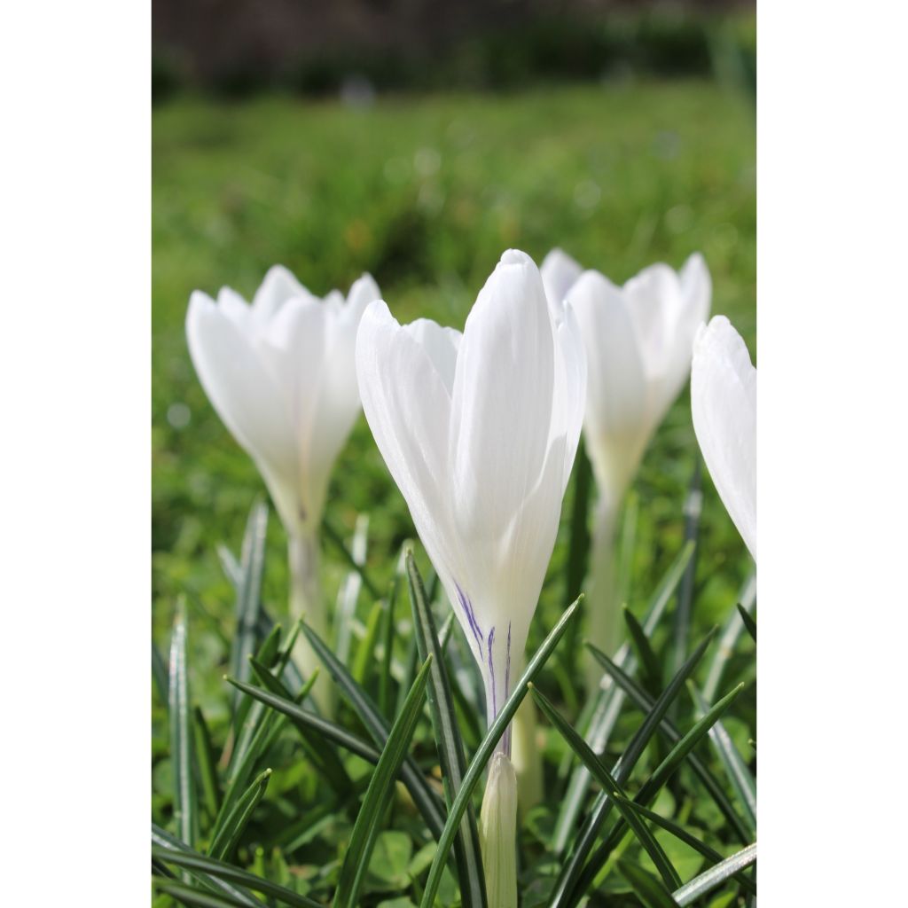 Crocus Mammouth Jeanne d'Arc