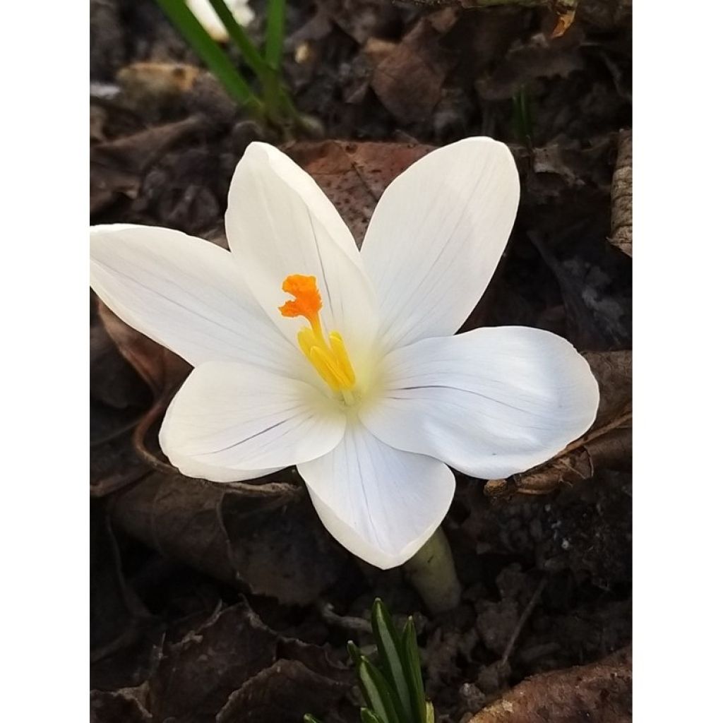 Crocus Mammouth Jeanne d'Arc