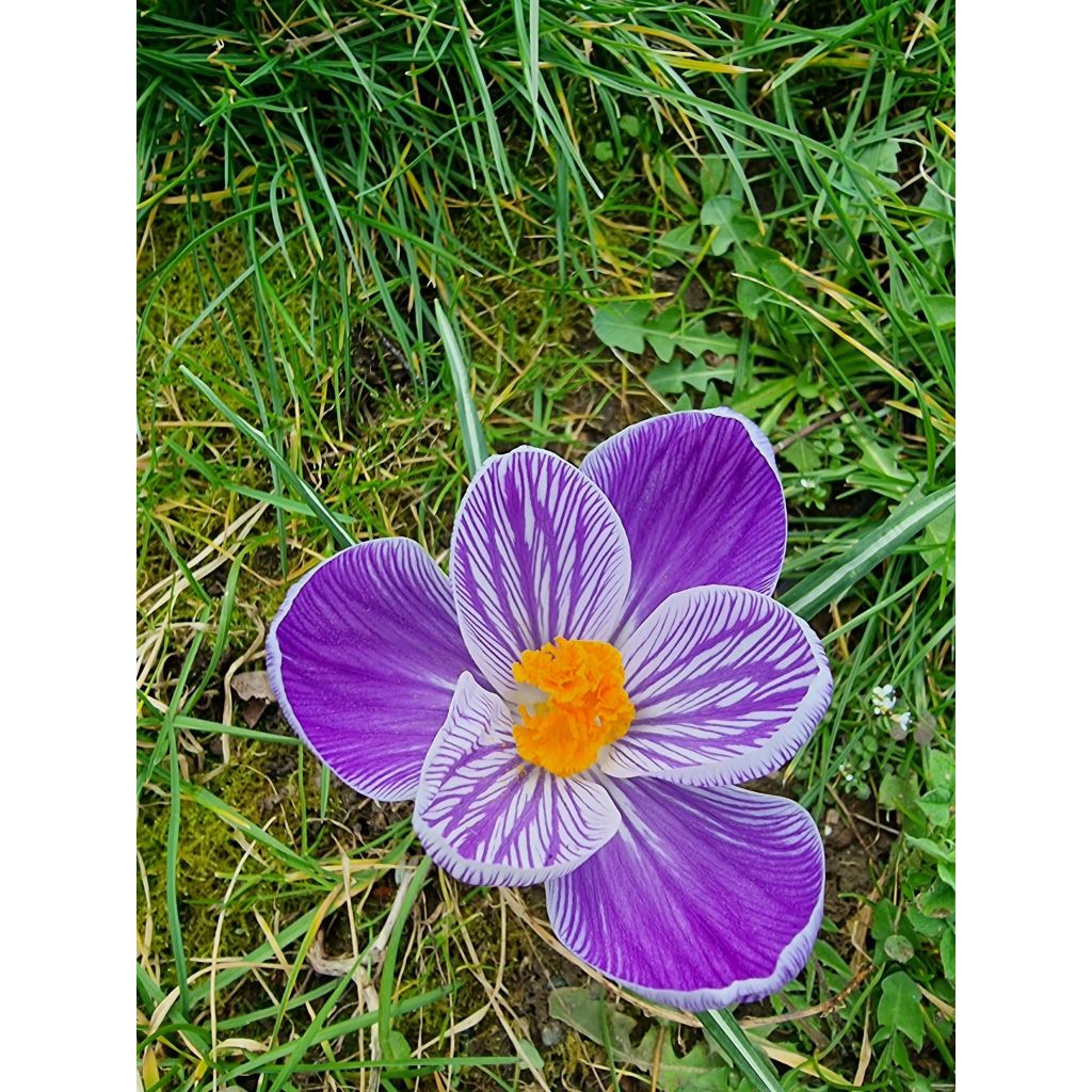 Crocus Mammouth Pickwick